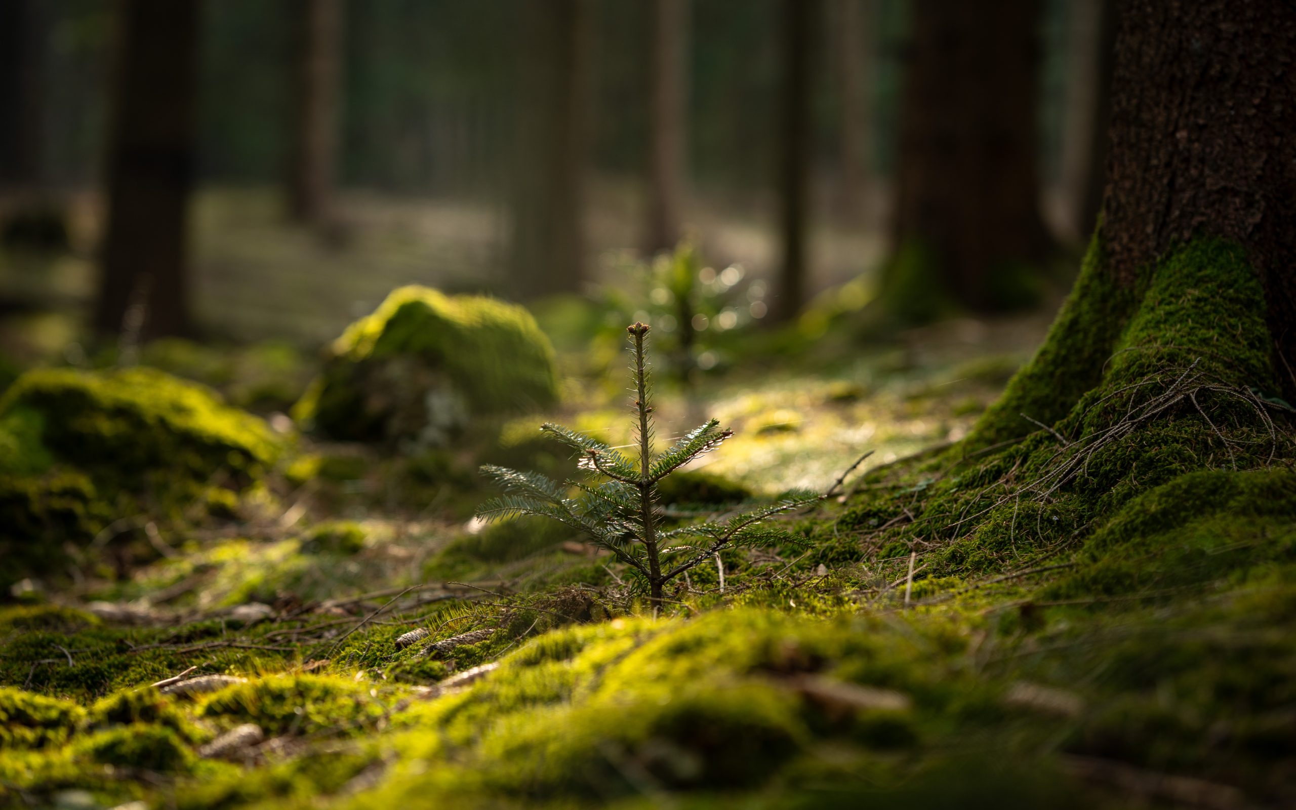 Wildfires in Europe: The Growing Role of Preventive Forest Management