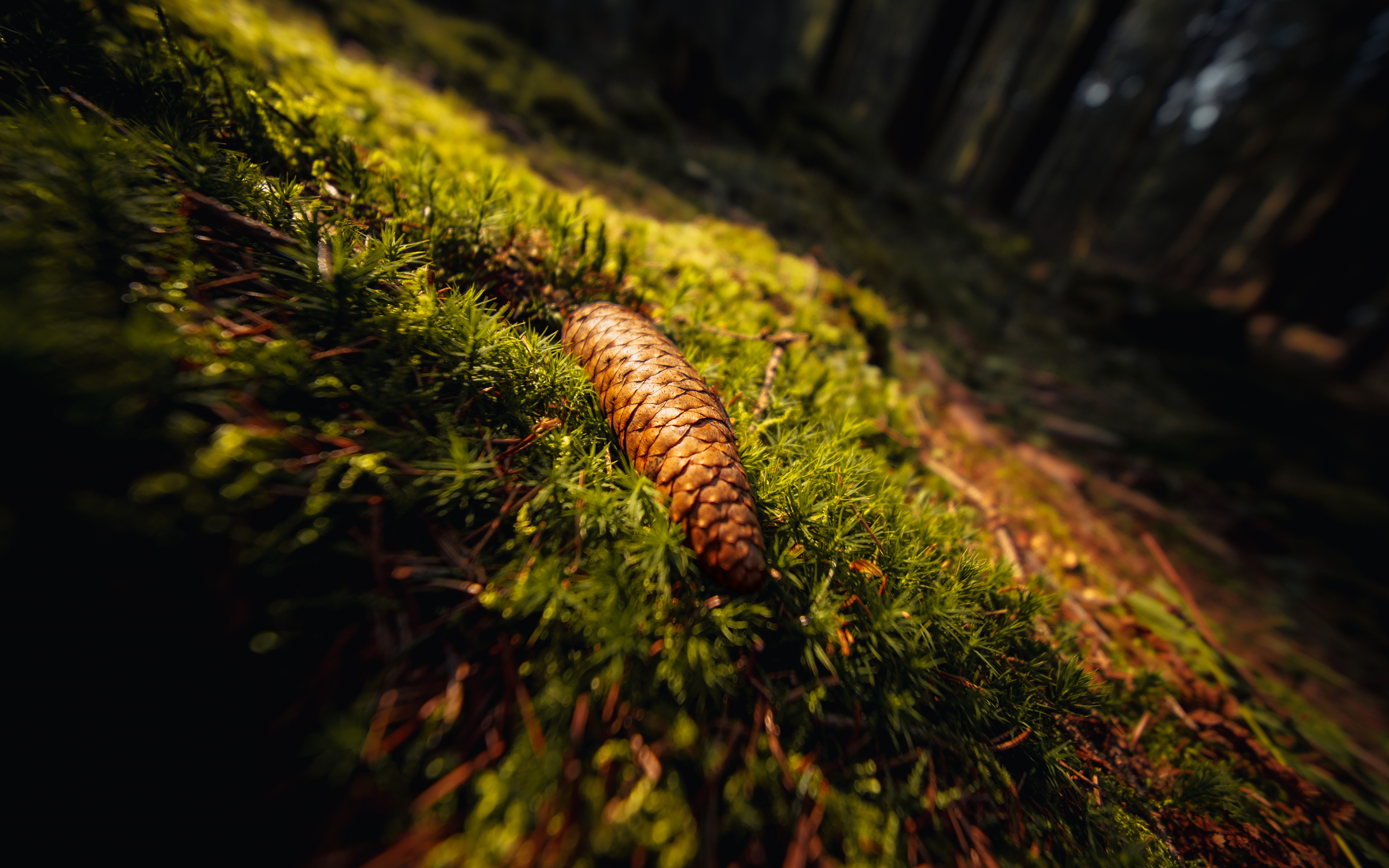 Autumn Forest Planting: Why August and September Are Among the Best Months to Plant