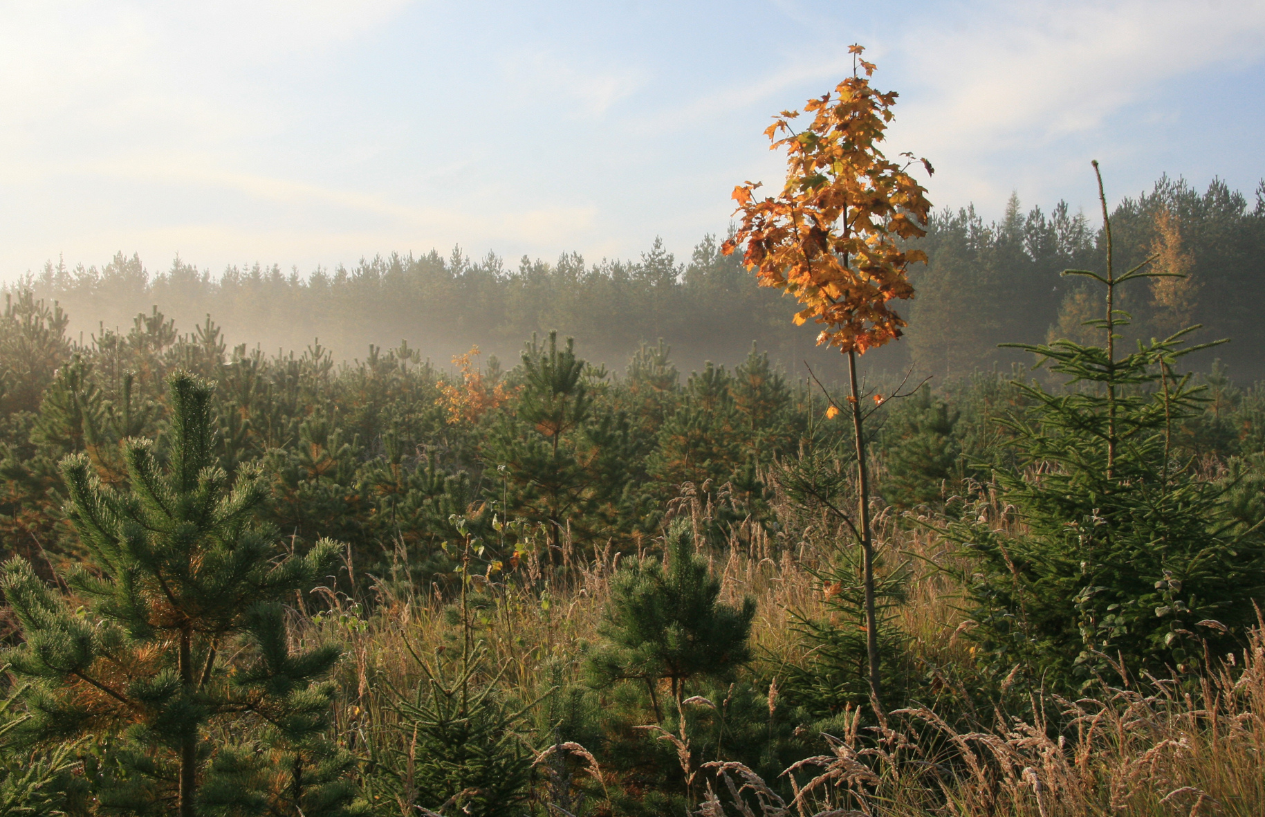 Young Forest Management in Focus: Meet Best Planter at KWF-Thementage 2026